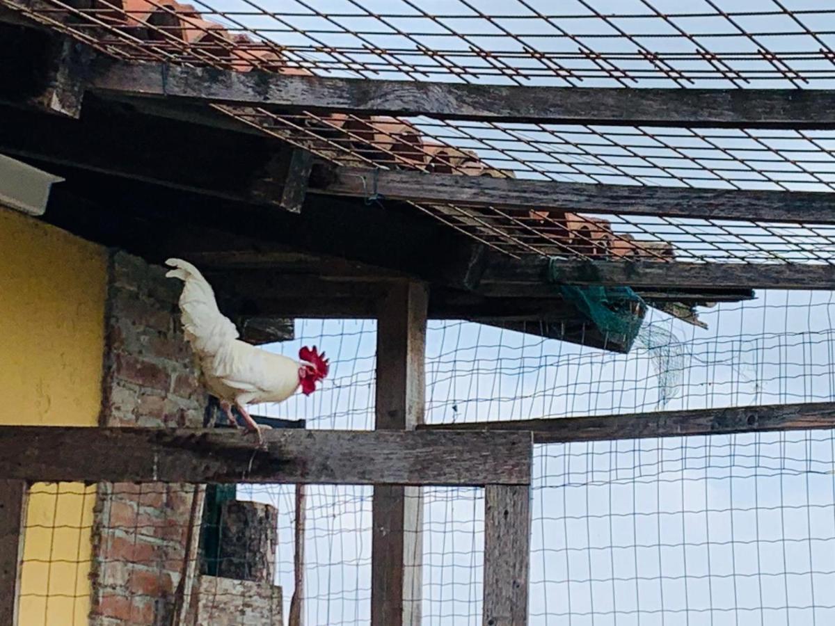 Agriturismo Cascina Smeralda Villa Pontestura Kültér fotó